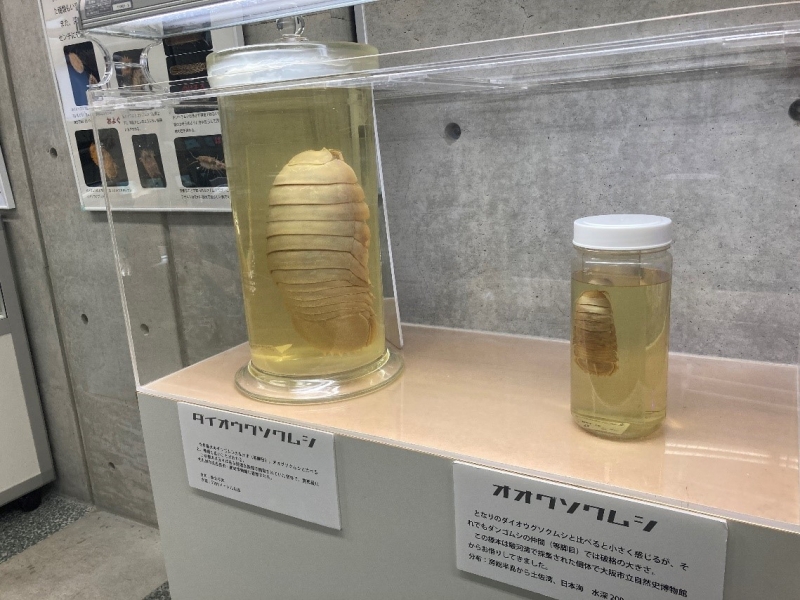 （左）北九州市立自然史・歴史博物館よりダイオウグソクムシ （右）大阪市立自然史博物館よりオオグソクム